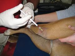 dog getting injected with stem cells