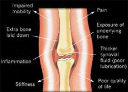 A diagram of a dog's knee