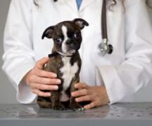 little puppy being held by a vet