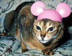A cat wearing a Minnie Mouse hat