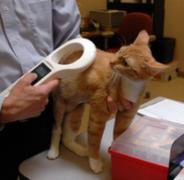 Scanning a cat's microchip