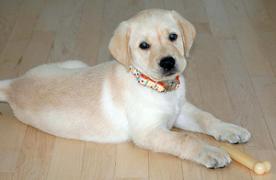 herbie the puppy laying on the floor and looking into the camera