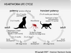 prevent heartworm