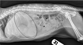 An x-ray of a hairball