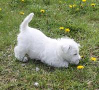 levingston-puppy-1_3.jpg