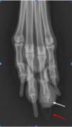 An x-ray of a dog's paw
