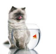 A cat with a goldfish