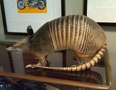 An armadillo