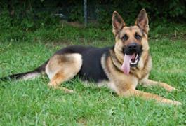 A German Shepherd sitting in the grass