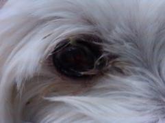 dogs eye up close