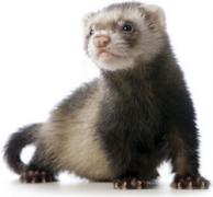 A ferret