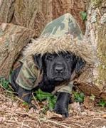 A dog wearing a camouflage costume