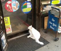 A cat outside a bodega