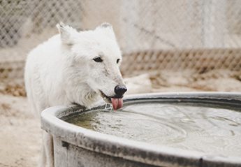 A dog drinks water