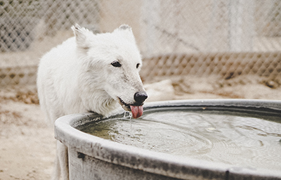 A dog drinks water