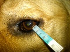 close up for dogs eye and them receiving a tear test