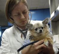 A veterinary professional examining a dog