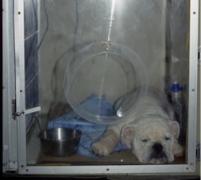 A dog in an oxygen tank