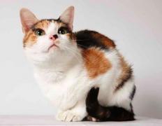 A calico cat