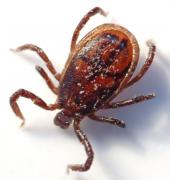 close up of a tick