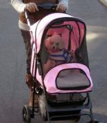 little dog in a stroller