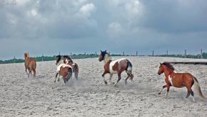 Horses on a beach