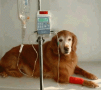 old dog hooked up to IV