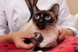 stethoscope on siamese cat