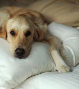 golden retriever resting over pillow looking sad