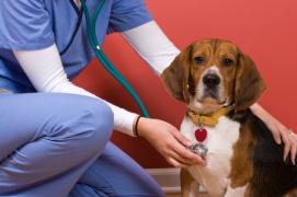 A veterinary professional presses a stethoscope against a dog