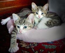 two little kittens snuggled up in a blanket together