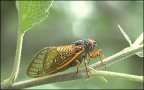 close up of a cicada