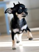 A puppy running indoors