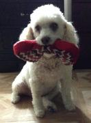 A white dog with a toy