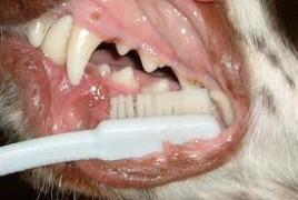 Brushing a dog's teeth