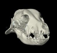 Digital image of an animal skull