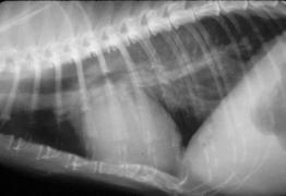 An x-ray of an animal's heart