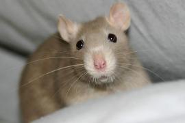 Rat Bite Fever And Pet Rats How Concerned Should We Be The Animal Medical Center,Beef Short Ribs Slow Cooker Recipes Easy