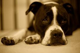 a dog laying down and looking sadly into the camera