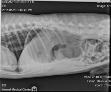 An x-ray of a dog with bloat