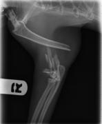 An x-ray of a bone fracture in a cat