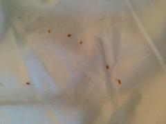 parasites on a bedsheet