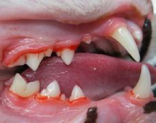 A dog's teeth and gums