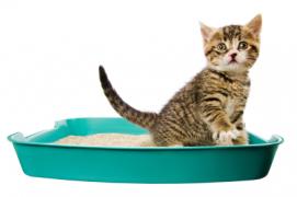 a kitten using a litter box