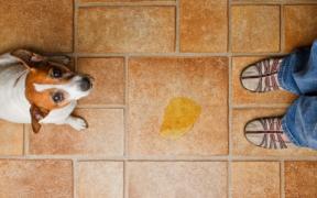 dog looking guilty for peeing on the floor