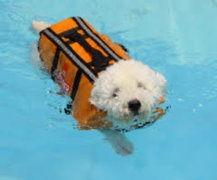 A dog swimming with a life vest