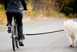 Biking with a dog