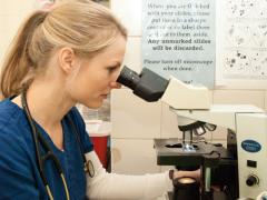A veterinarian looking into a microscope