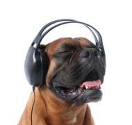 A dog wearing headphones