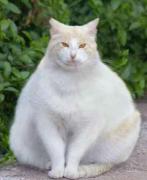 with wide fat white cat sitting outide